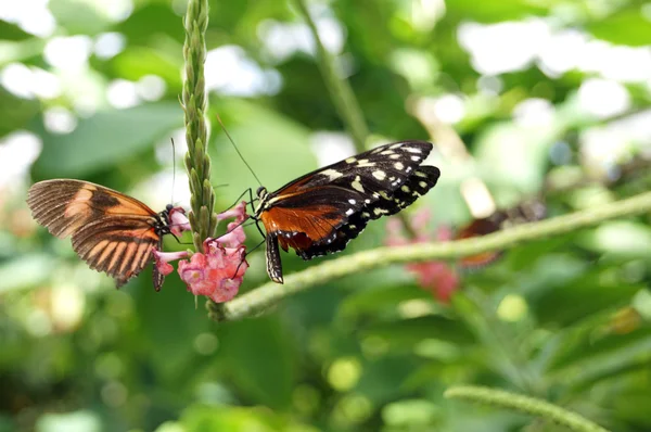 Borboleta na folha verde — Fotografia de Stock