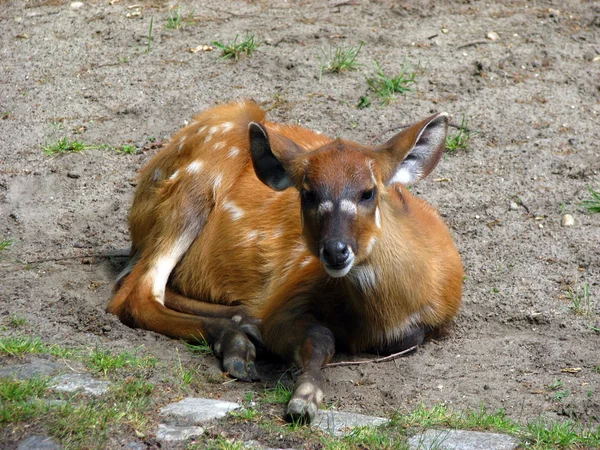 躺在年轻鹿 — 图库照片