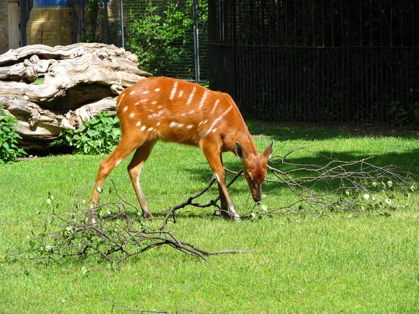 Sahadaki genç geyik