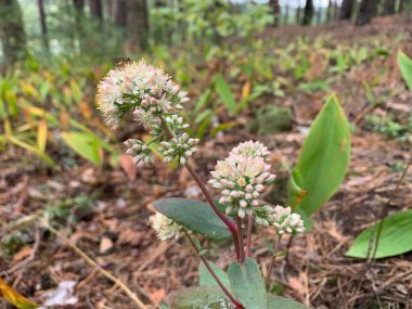 Sonbaharın son kır çiçekleri