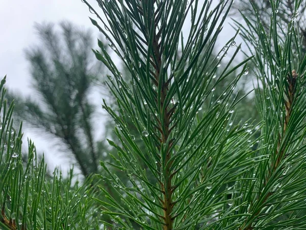 Pine Tree Close Water Drops — Stock Photo, Image