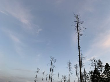 Ölü ağaç ormanı. Doğal afet.