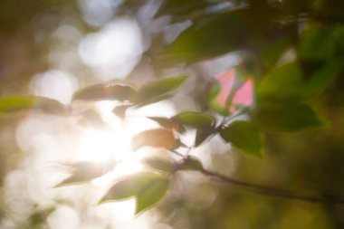 Yeşil yapraklar ve güneş ışığı. Yumuşak odak