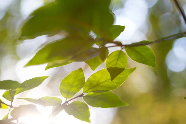 绿叶和阳光 软焦点 — 图库照片