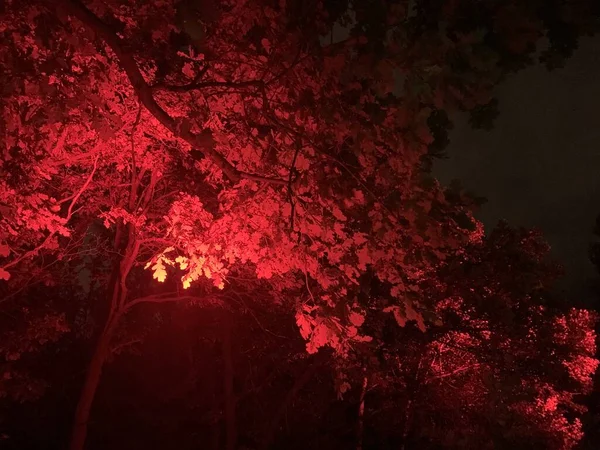 Φωτισμένο Δέντρο Νύχτα Φαίνεται Τρομακτικό — Φωτογραφία Αρχείου