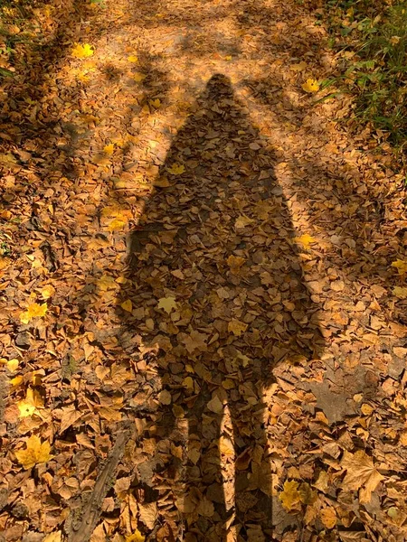 一个女人在秋天树叶上的影子 — 图库照片