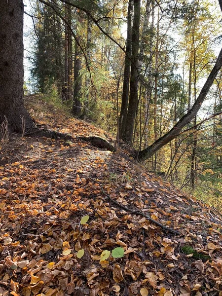 Восени Ліс Жовте Листя — стокове фото