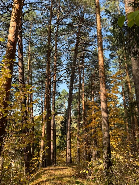 Sonbaharda Orman Sarı Yaprak — Stok fotoğraf