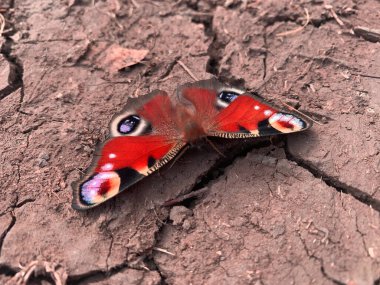 Çatlak zeminde oturan güzel kelebek