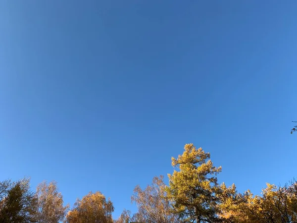 Floresta Outono Folhagem Amarela Céu Azul Monte Espaço Para Cópia — Fotografia de Stock