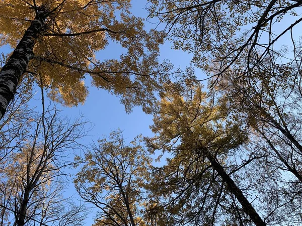 Sonbaharda Orman Sarı Yaprak — Stok fotoğraf