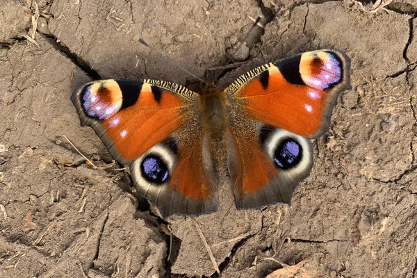 Красивая Бабочка Сидит Трещинах — стоковое фото