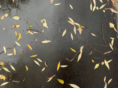 Asfalt yolu düşen sonbahar yapraklarıyla kaplı. Yağmurdan ıslanmış