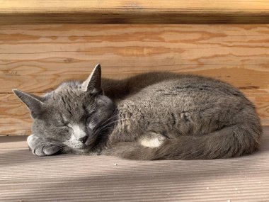 Sevimli sarı kedi. Kapat.