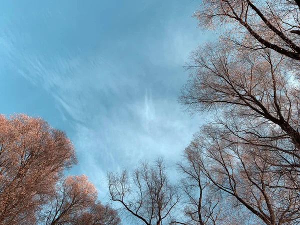 Восени Ліс Жовте Листя Блакитне Небо Багато Місця Копіювання — стокове фото