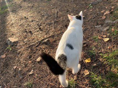 Sonbaharda kedi yol boyunca gider.