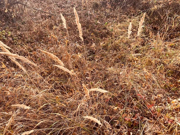 Agrarische Achtergrond Met Rijpe Spikeletten Rogge Sluiten — Stockfoto