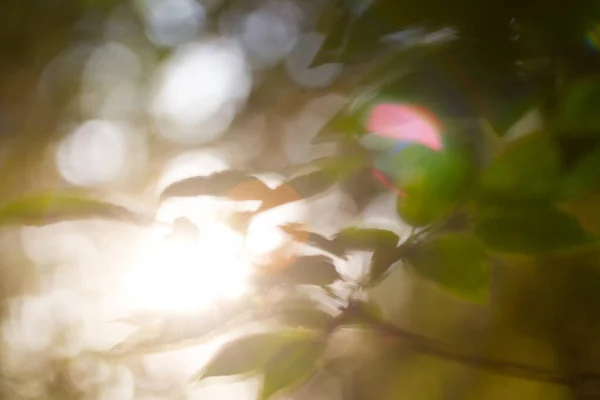 Зелене Листя Навесні Сонячне Світло — стокове фото