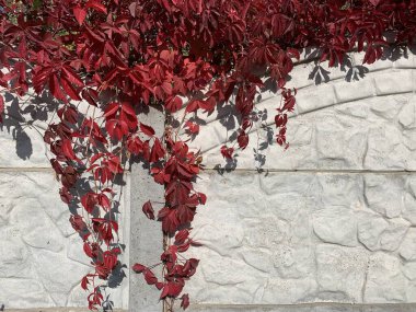 Sonbaharda asmadan kırmızı izin