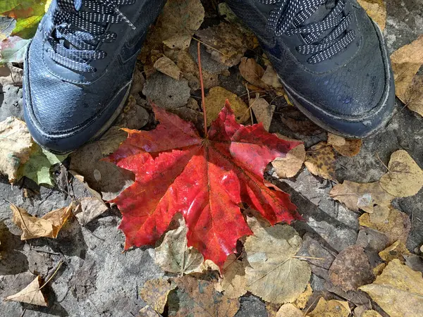 Червоне Мармурове Листя Восени — стокове фото