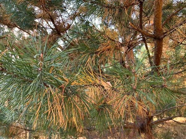 Forest Autumn Yellow Foliage — Stock Photo, Image