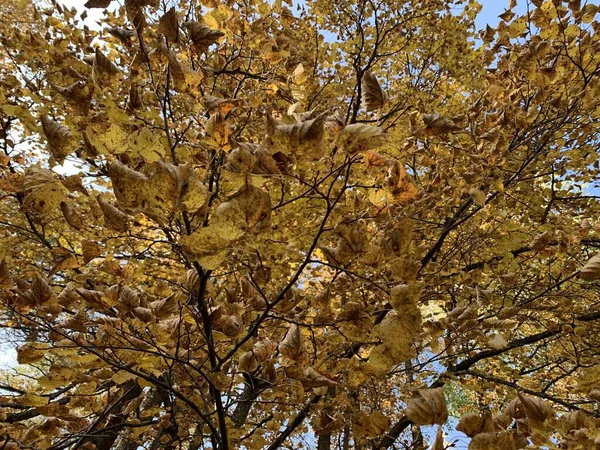 Floresta Outono Folhagem Amarela — Fotografia de Stock