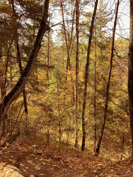Les Podzim Žluté Listí — Stock fotografie