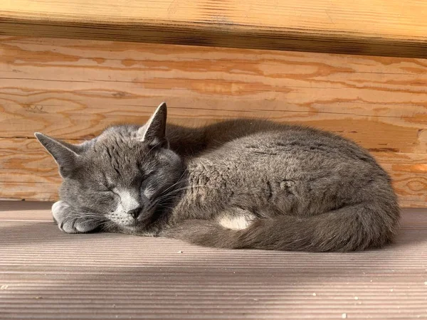 一只灰色的猫在外面摆姿势 — 图库照片