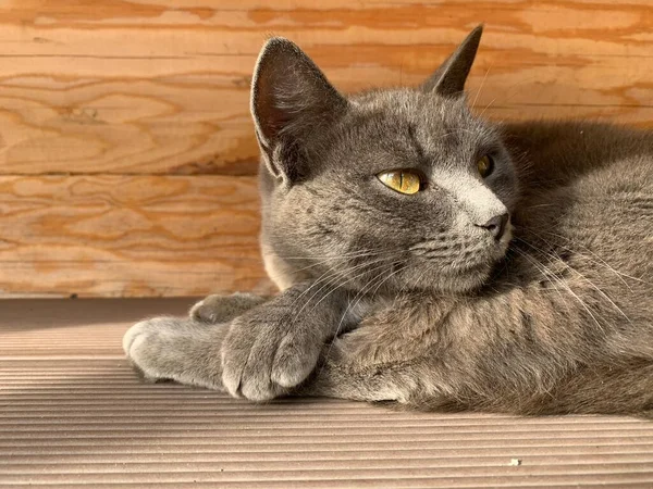 Gato Gris Posando Afuera Ojos Amarillos —  Fotos de Stock