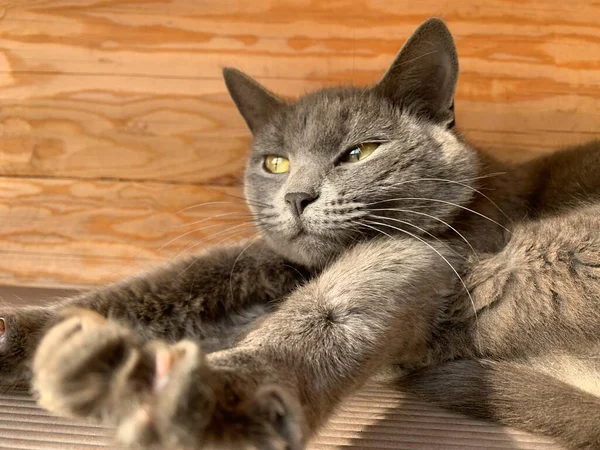 Gato Gris Posando Afuera Ojos Amarillos —  Fotos de Stock