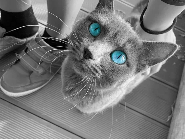 Pisică Gri Pozând Afară Frumoși Ochi Albaștri — Fotografie, imagine de stoc