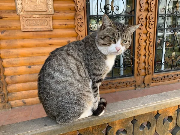 Roztomilý Kočka Sedí Blízkosti Dřevěného Domu — Stock fotografie