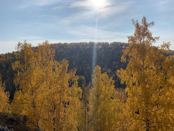 Foresta Autunno Fogliame Giallo — Foto Stock