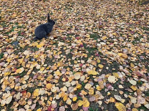 秋の小さなウサギの葉の周り — ストック写真