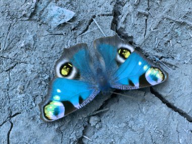 Yerde oturan güzel kelebek. Mavi kelebek fantezisi