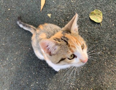 Üç küçük renkli kedi yavrusu. Açık hava.