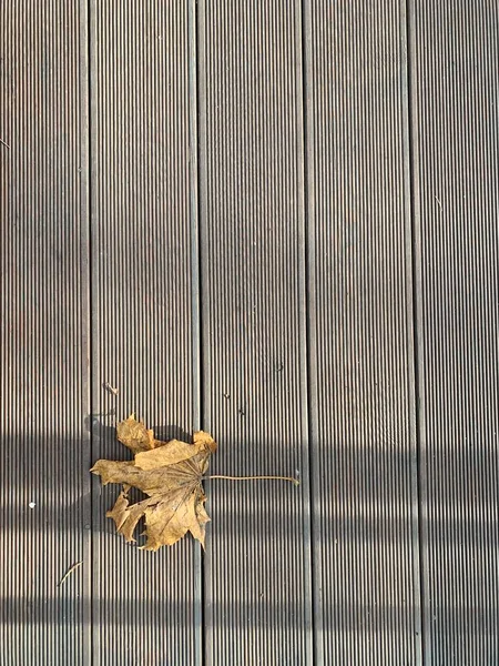 Ahşap Arka Planda Sonbahar Yaprağı Boşluğu Kopyala — Stok fotoğraf