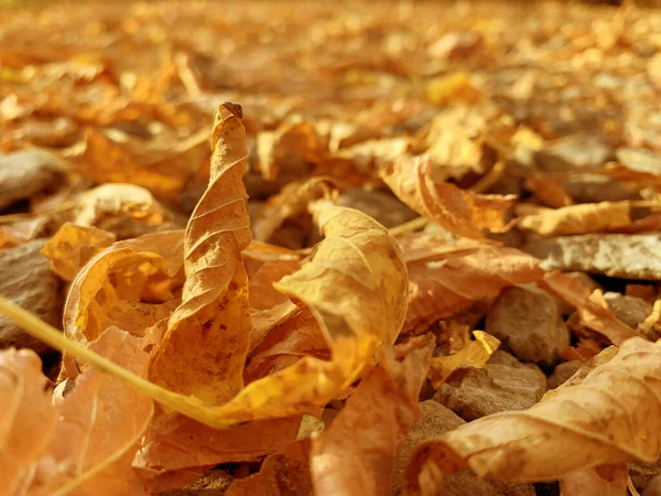 Осенние Листья Сзади Бурый Желтый Цвет — стоковое фото
