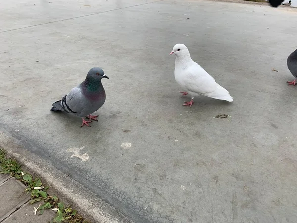 Imagem Conceito Diferente Pombo Branco Entre Rey — Fotografia de Stock