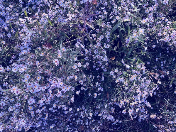 Bir Demet Mor Kır Çiçeği Arkaplan — Stok fotoğraf
