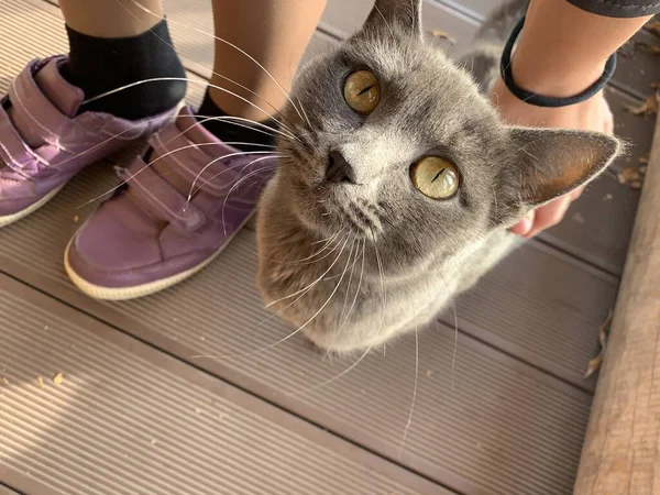 Eine Graue Katze Posiert Draußen Gelbe Augen — Stockfoto