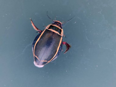 Küçük su bettle. Donmuş göl buzunun altında