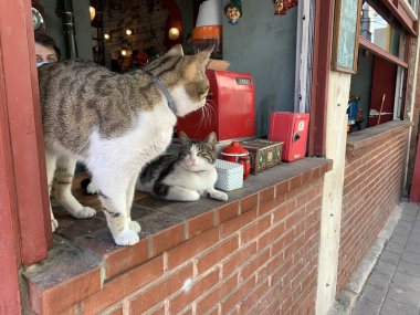Kafe vitrininde iki sevimli kedi