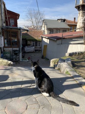 İstanbul 'da fakir mahallesinde oturan bir kedi. Türkiye