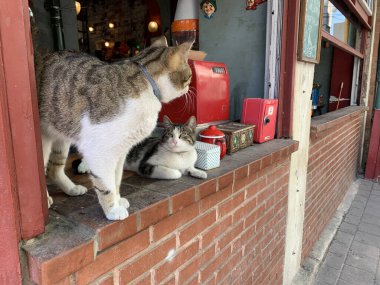 Kafe vitrininde iki sevimli kedi