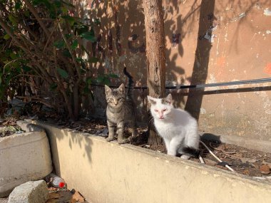 Evsiz kedi yemek konseptini soruyor.