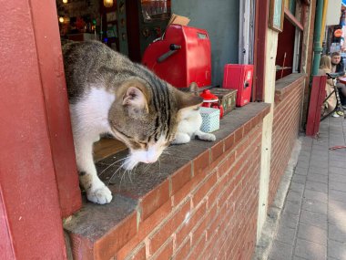 Kafe vitrininde iki sevimli kedi