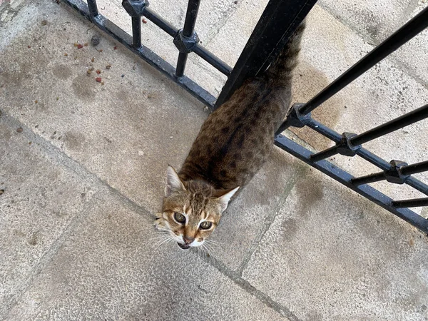 Gato Sem Teto Pedindo Conceito Comida — Fotografia de Stock