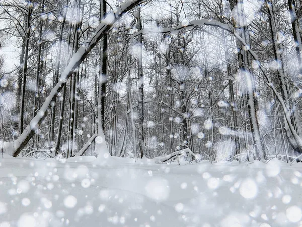 Forêt Hiver Arbres Couverts Neige — Photo