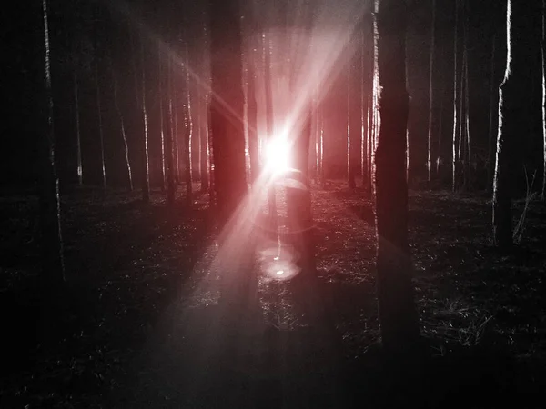 Luz Espeluznante Bosque Imagen Horror — Foto de Stock